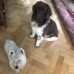 When West Highland Terrier and Landseer were of the same size.