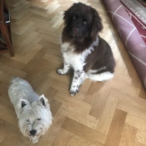 When West Highland Terrier and Landseer were of the same size.