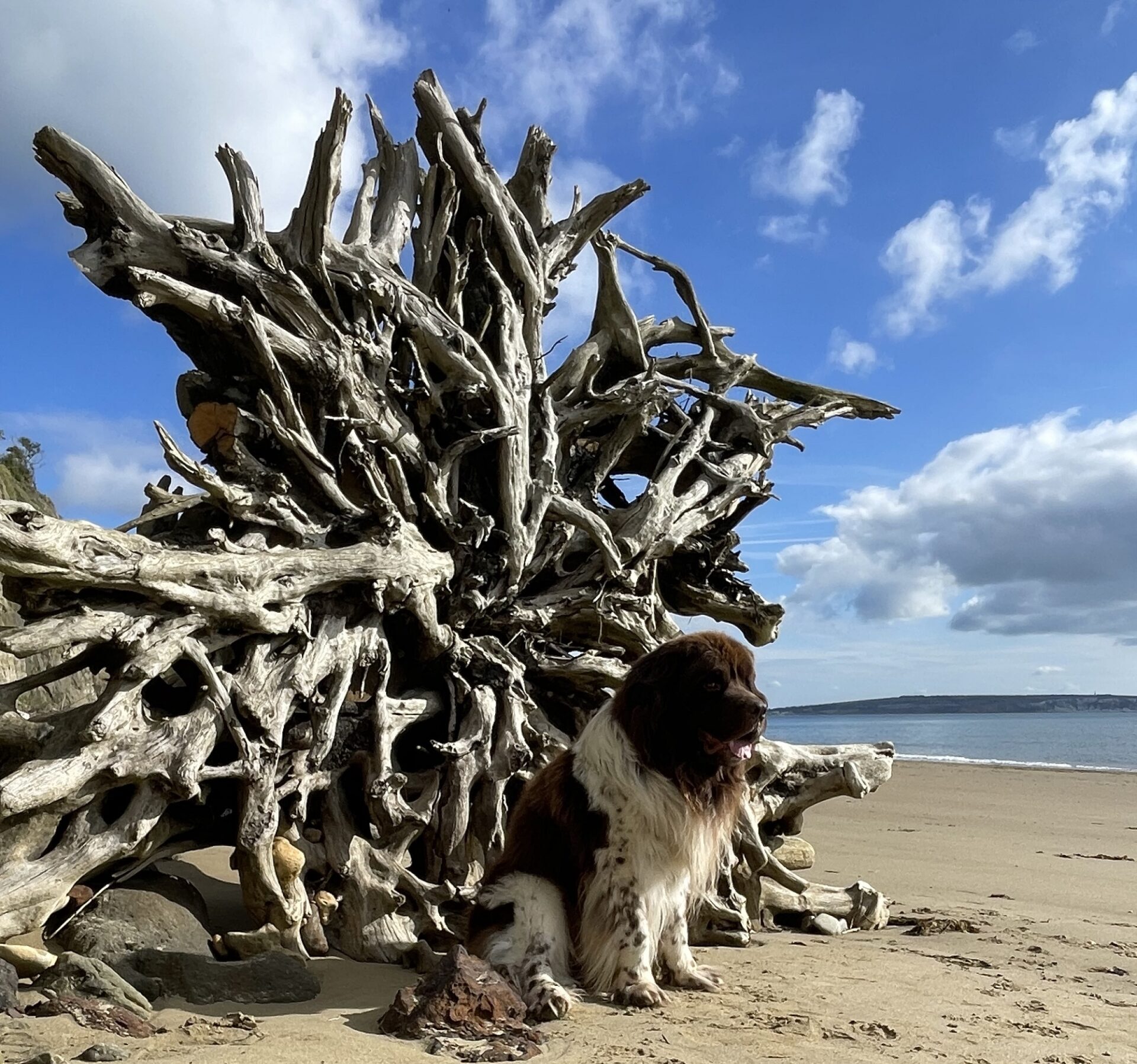 Logs on the Beach I met