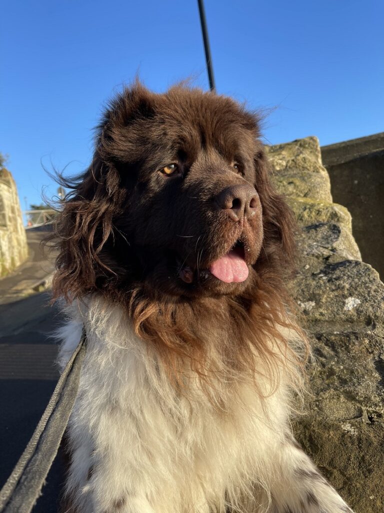 Meet a Landseer
