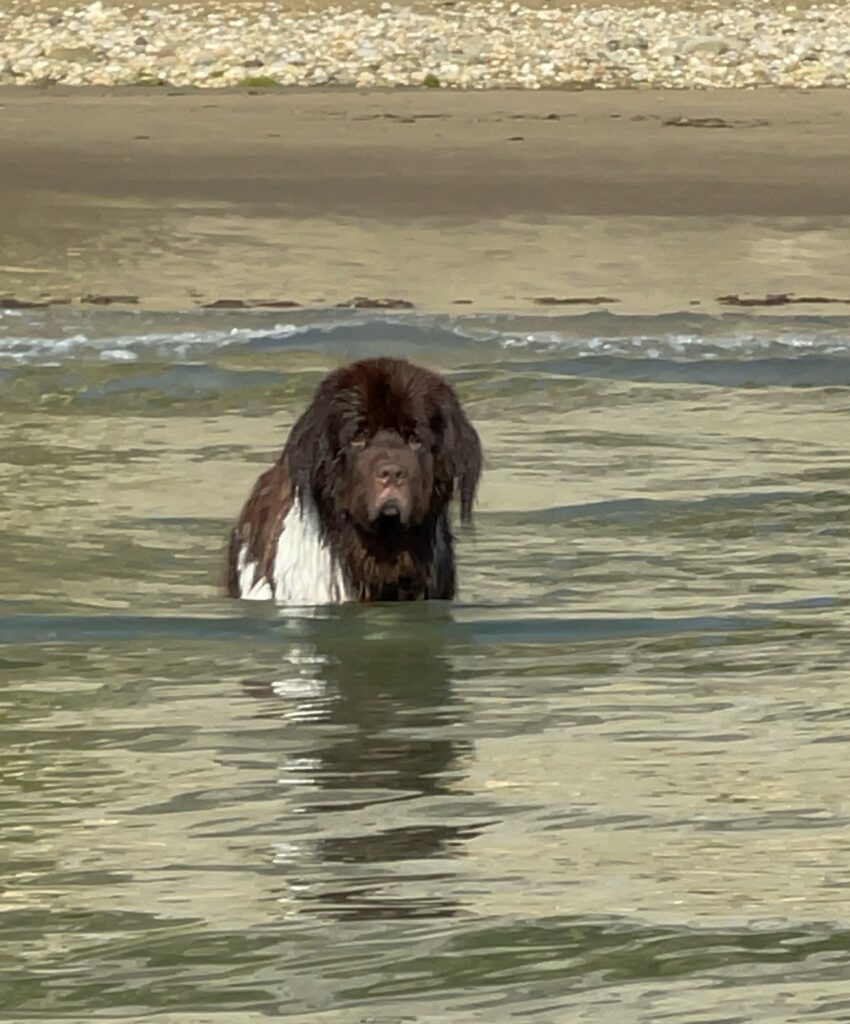 I do not like to swim 