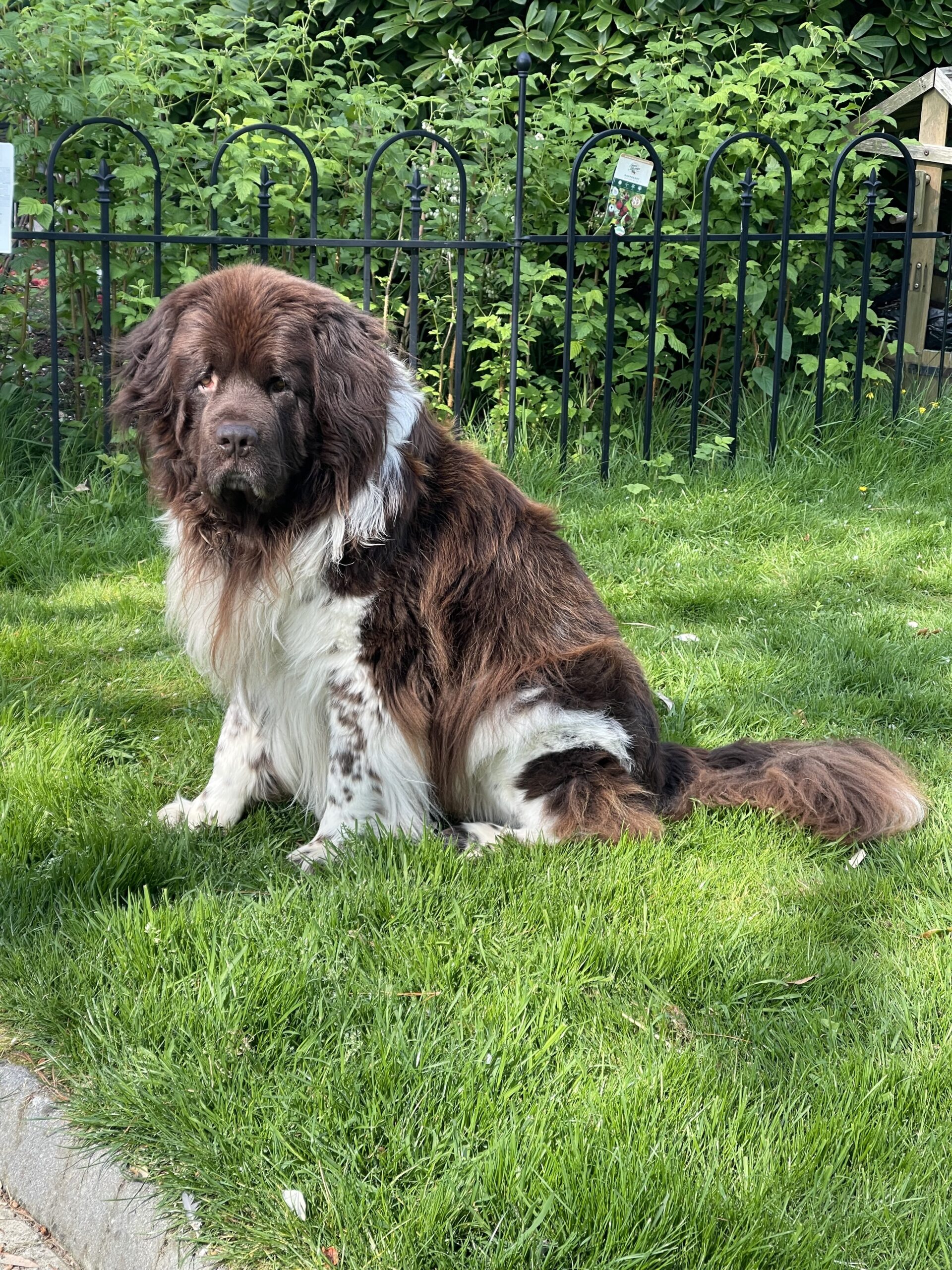  Landseer, close bread to Newfoundland.


