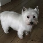 Little Boss