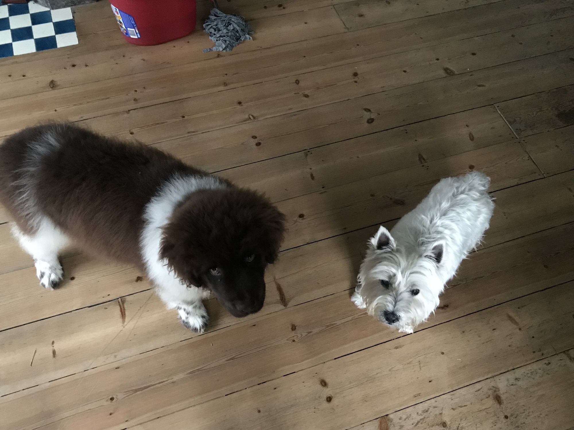 Toby and Vanya together as puppies