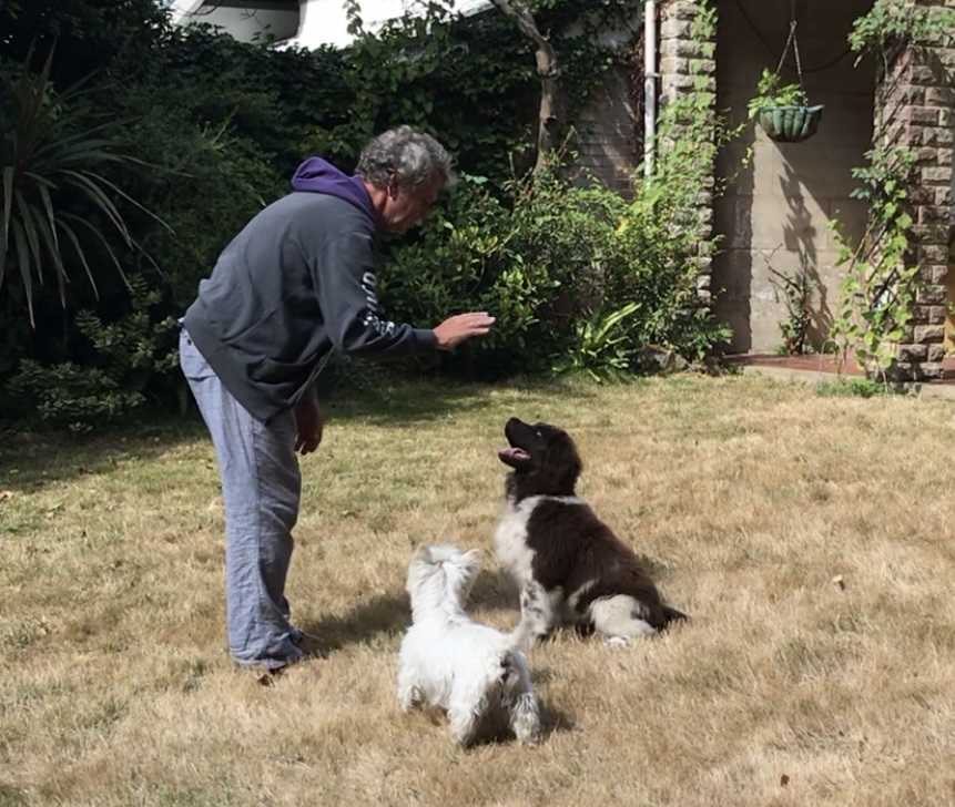 Vanya performing the Sit command 