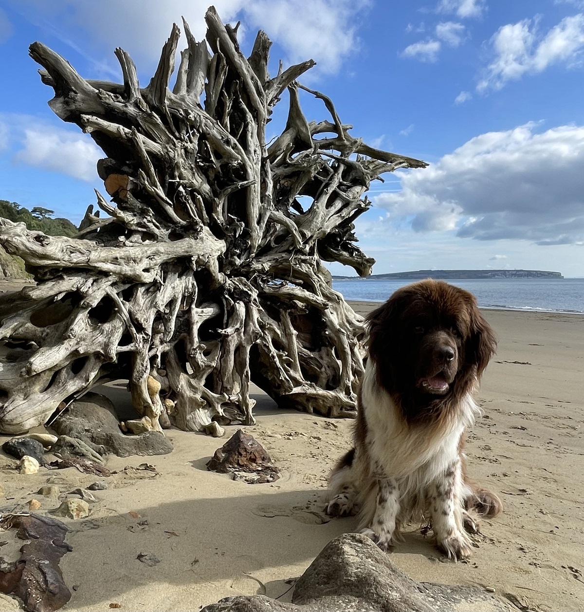 A Log on the beach