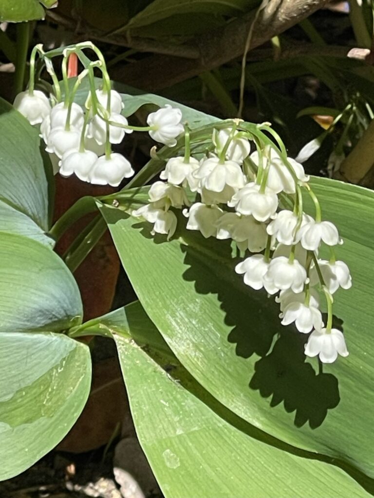 Fantastic lily of the valley