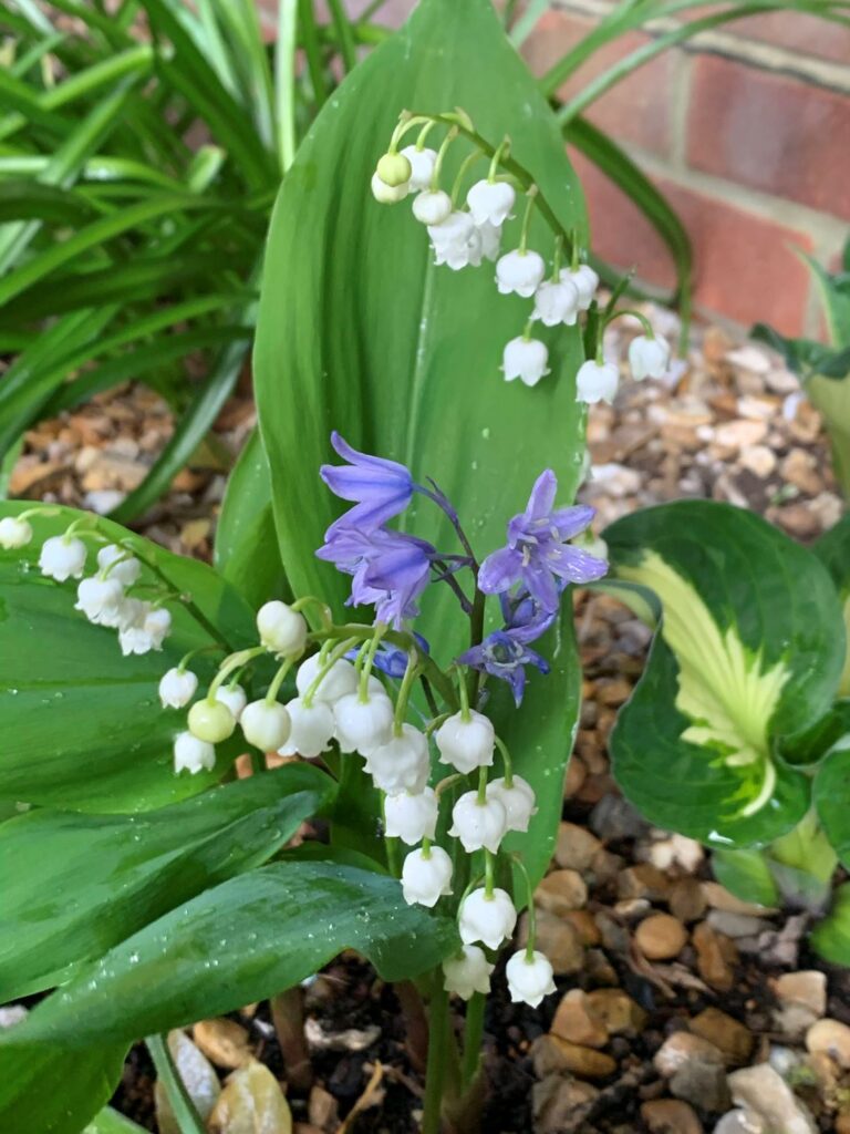 Lily of the valey in our garden