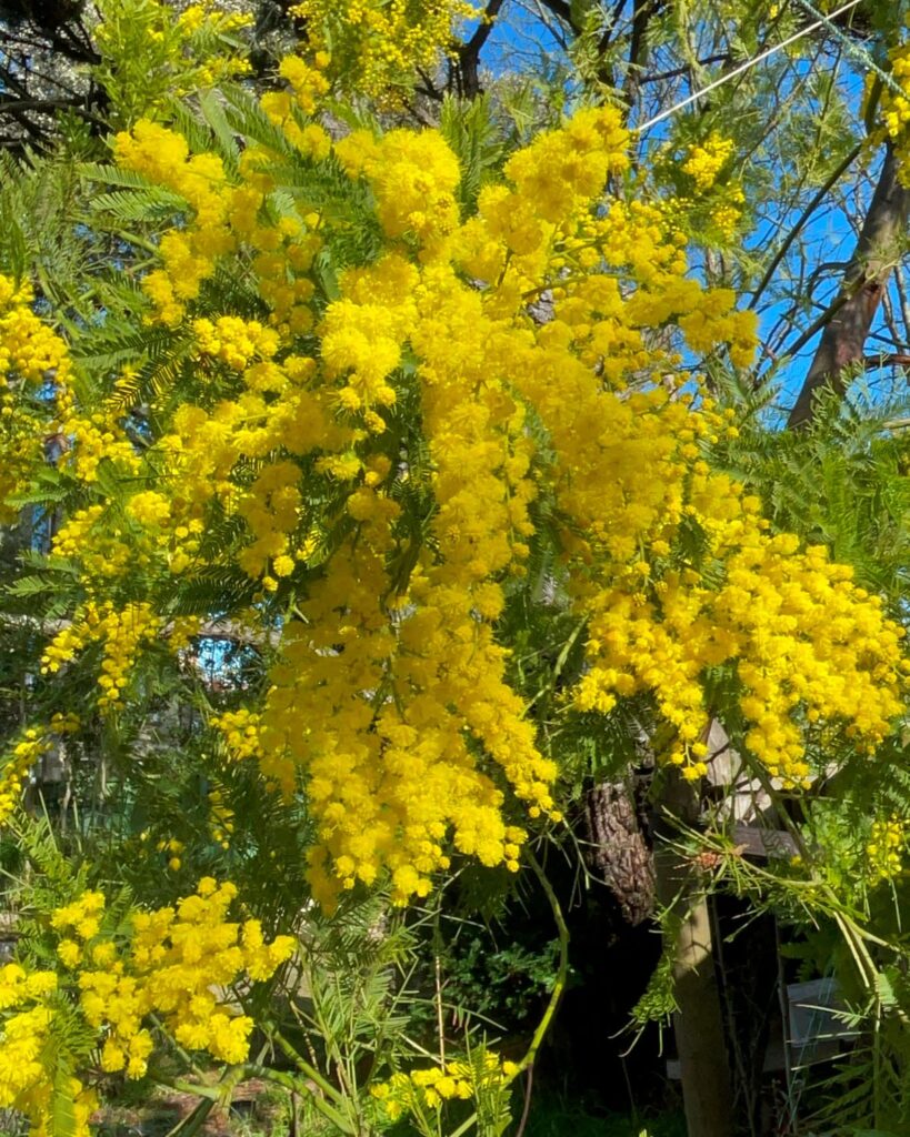 wonderful mimosa in our garden