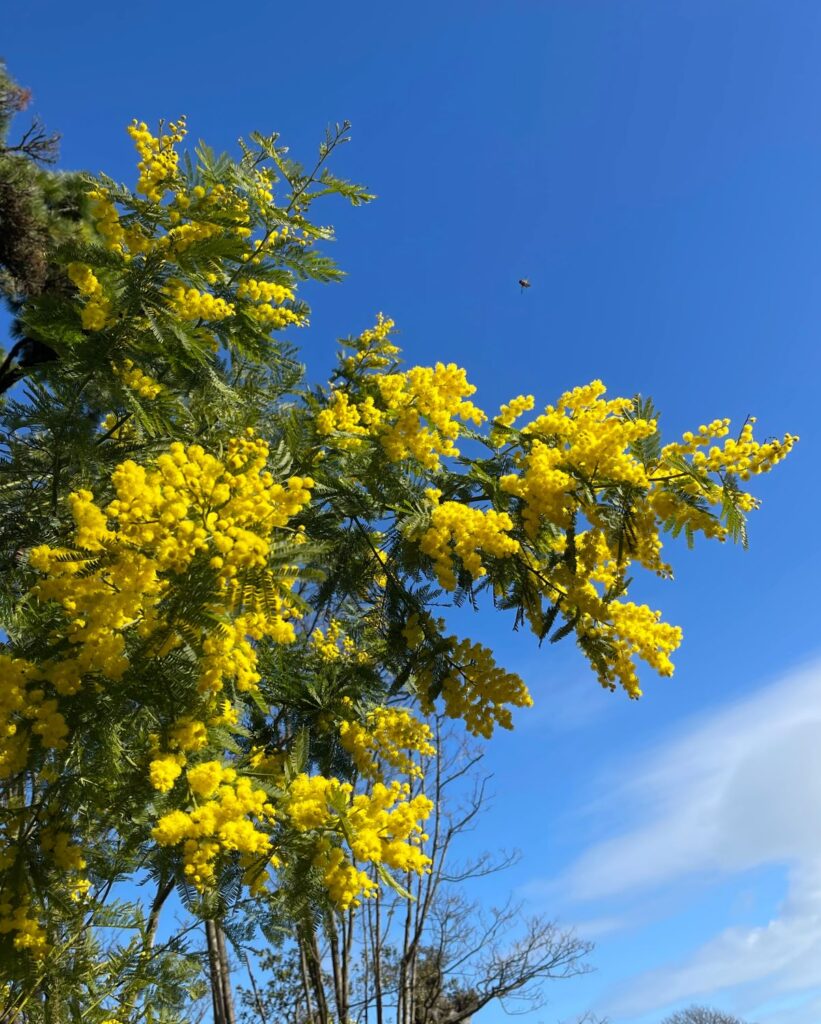 mimose in our garden