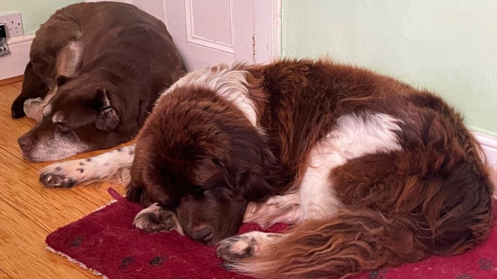 Dogs, music, sleep well